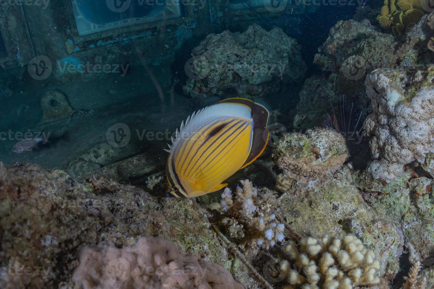 i pesci nuotano nel mar rosso, pesci colorati, eilat israele foto