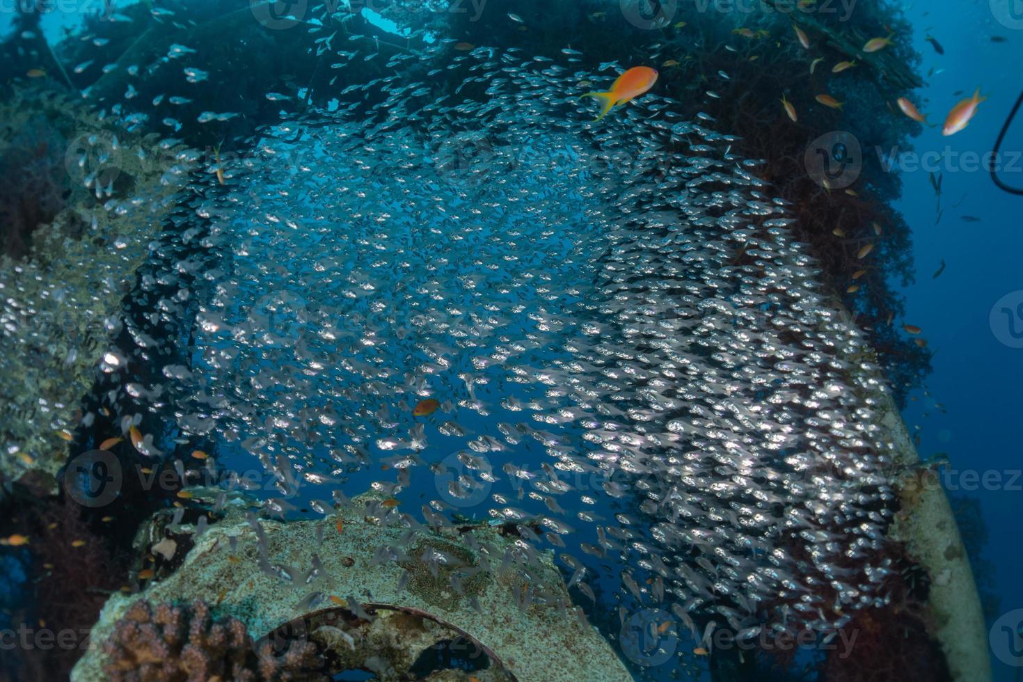 i pesci nuotano nel mar rosso, pesci colorati, eilat israele foto