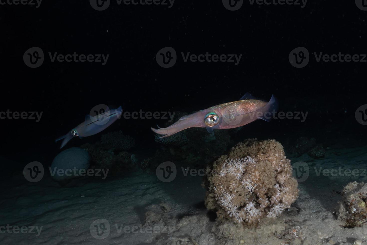 calamari nel mar rosso colorati e belli, eilat israel foto