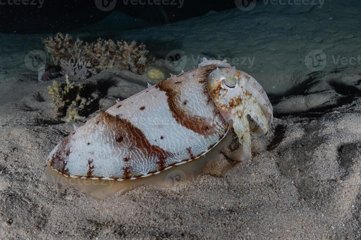 calamari nel mar rosso colorati e belli, eilat israel foto