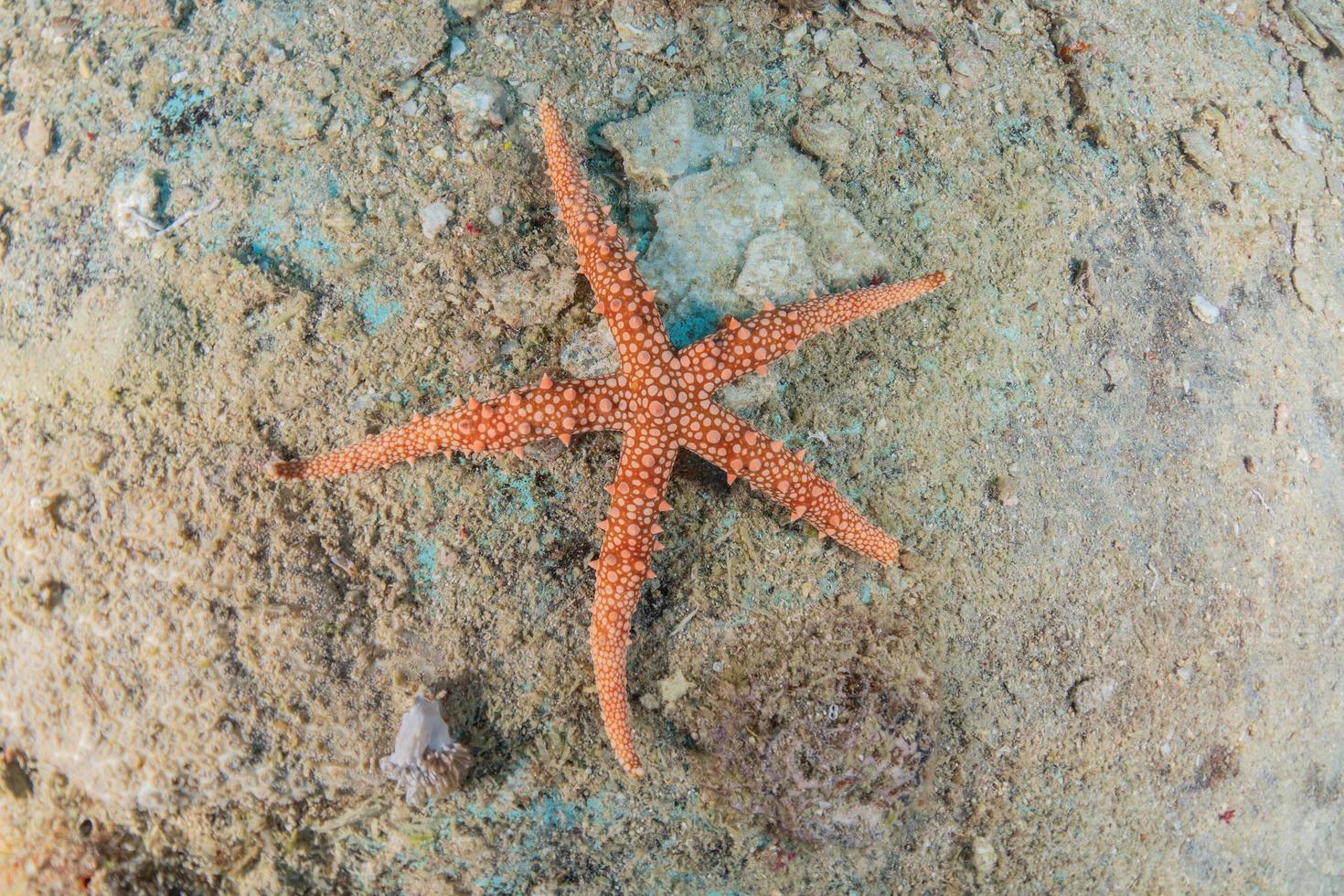 stella marina sul fondale del mar rosso, eilat israel foto