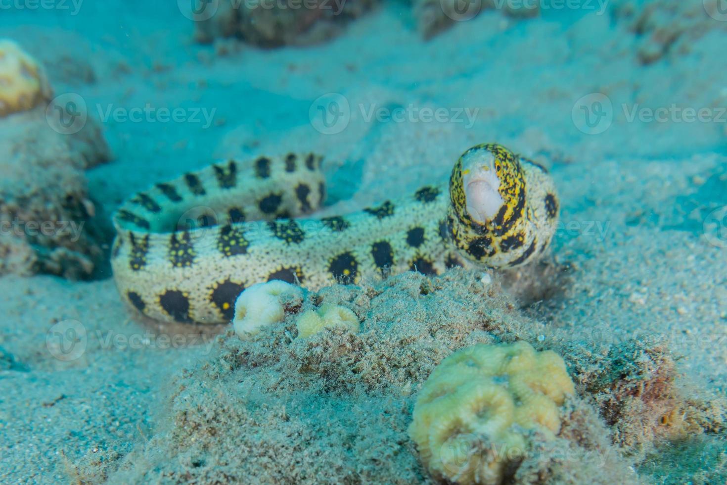 tigre serpente anguilla nel mar rosso colorato e bello, eilat israele foto