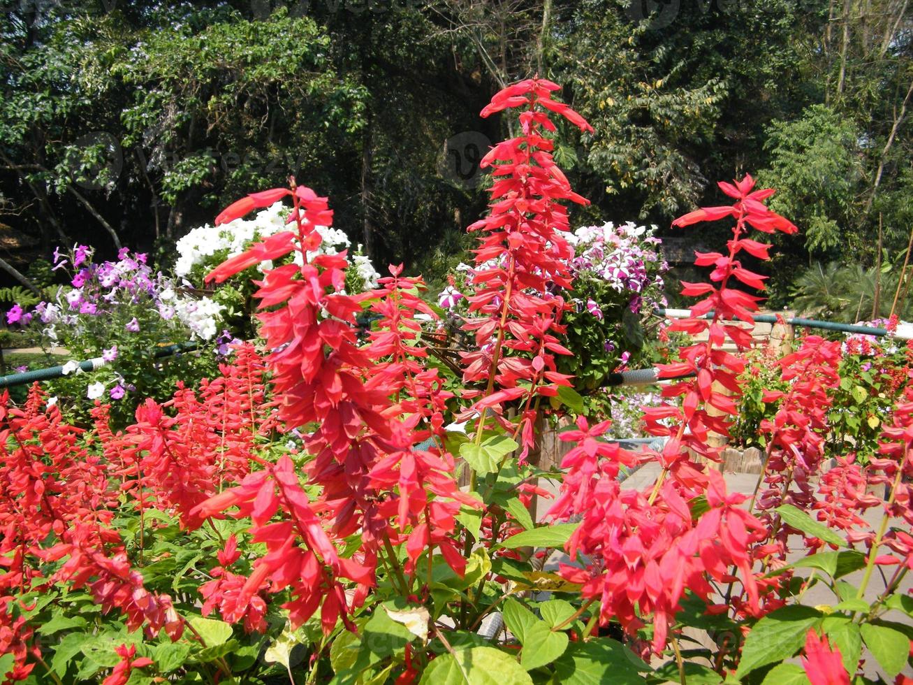 fiori nel giardino botanico india, colorati e belli and foto