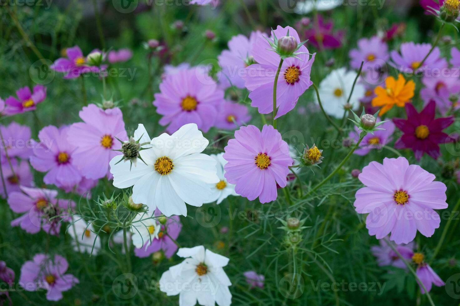 fiore di dianthus in giardino foto