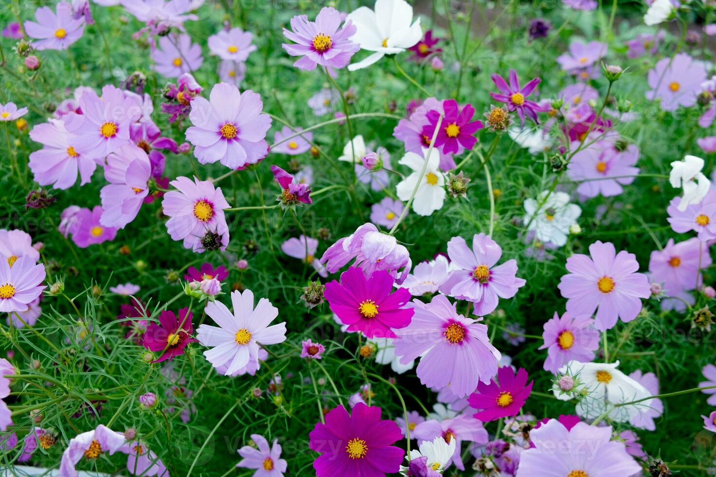 fiore di dianthus in giardino foto