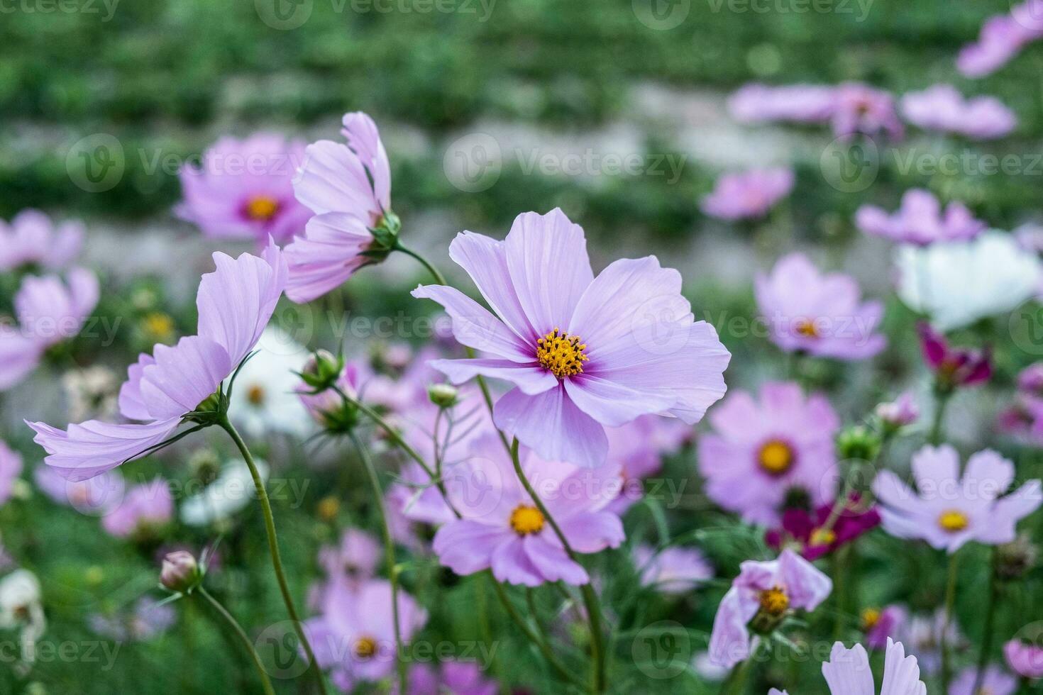 fiore di dianthus in giardino foto