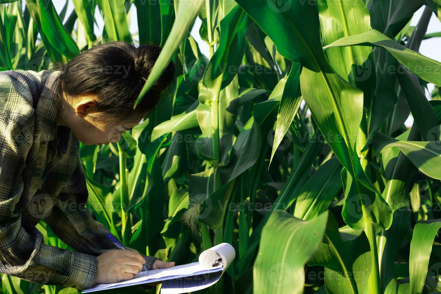 giovane agricoltore osservando alcuni grafici mais in campo foto