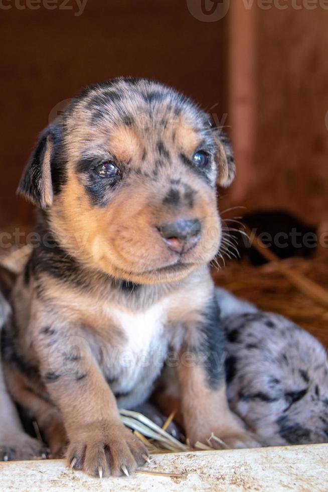 cuccioli di terrier appena nati di una settimana che girano per la cuccia foto