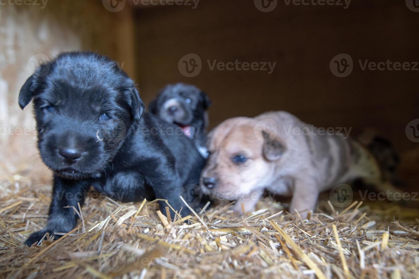 cuccioli di terrier appena nati di una settimana che girano per la cuccia foto