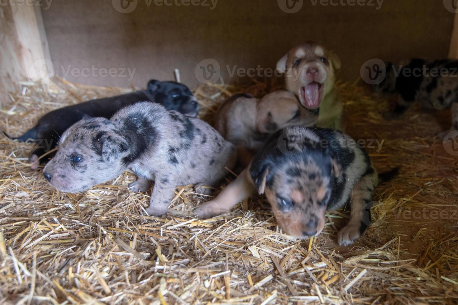 cuccioli di terrier appena nati di una settimana che girano per la cuccia foto