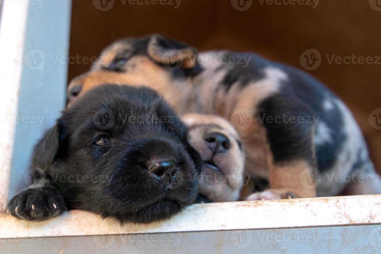 cuccioli di terrier appena nati di una settimana che girano per la cuccia foto