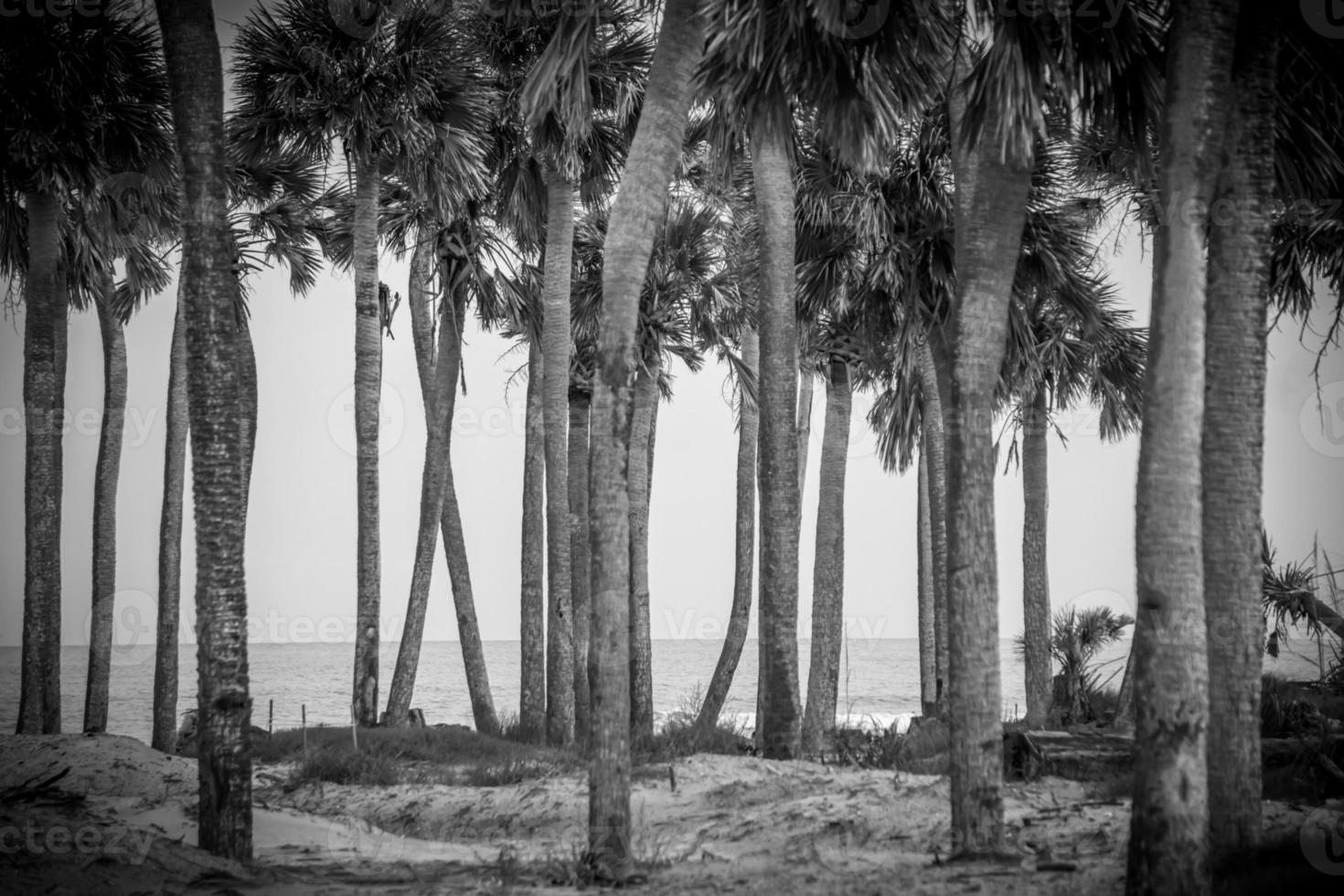 scene di spiaggia a Hunting Island South Carolina foto