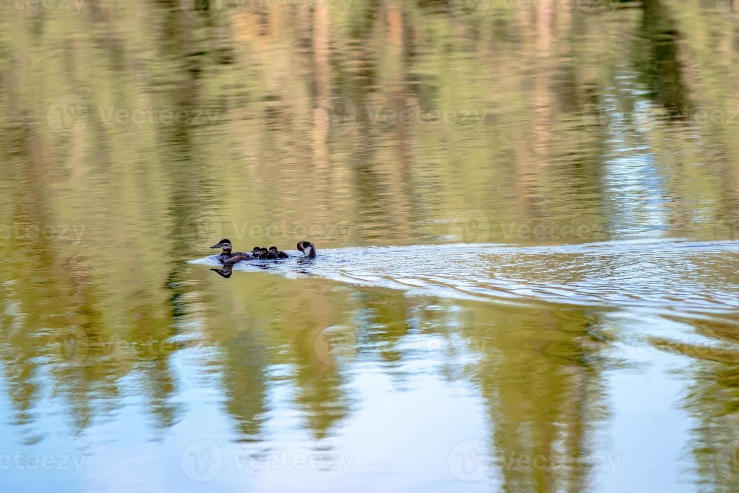 famiglia di anatre selvatiche su un piccolo lago in natura foto