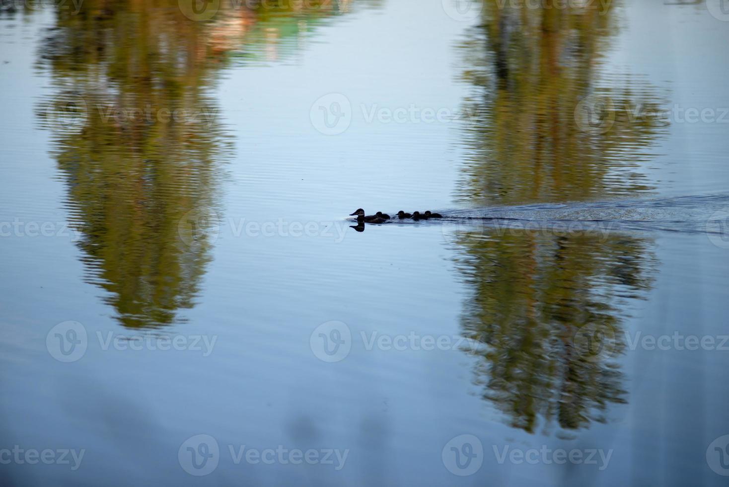 famiglia di anatre selvatiche su un piccolo lago in natura foto