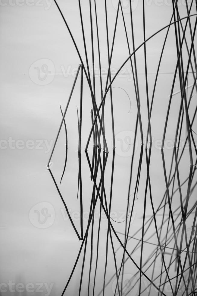 canne verdi in riva al lago abstract di prima mattina foto