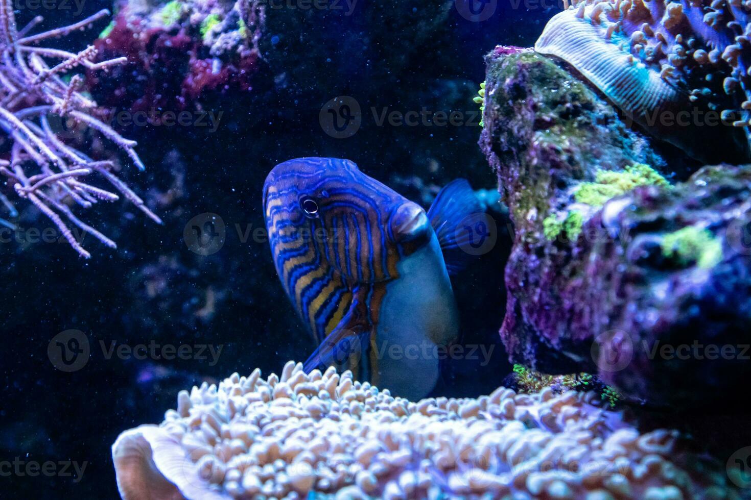 acanthurus lineatus pesce foto