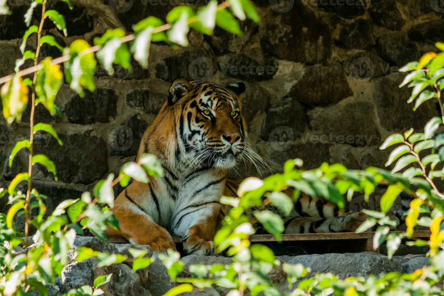 tigre riposo nel il ombra vicino su foto