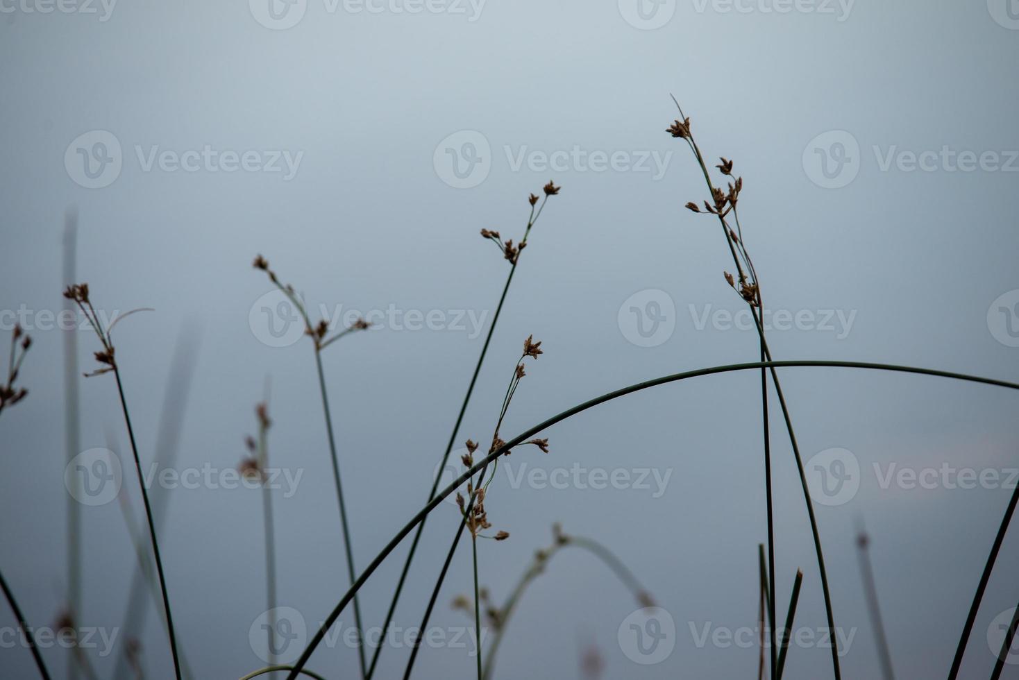 piante verdi astratte dal lago remoto foto