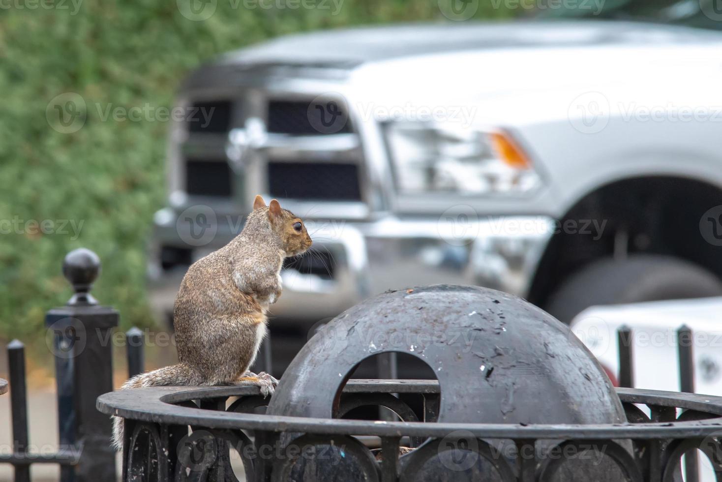 scoiattolo che raccoglie spazzatura in una città foto