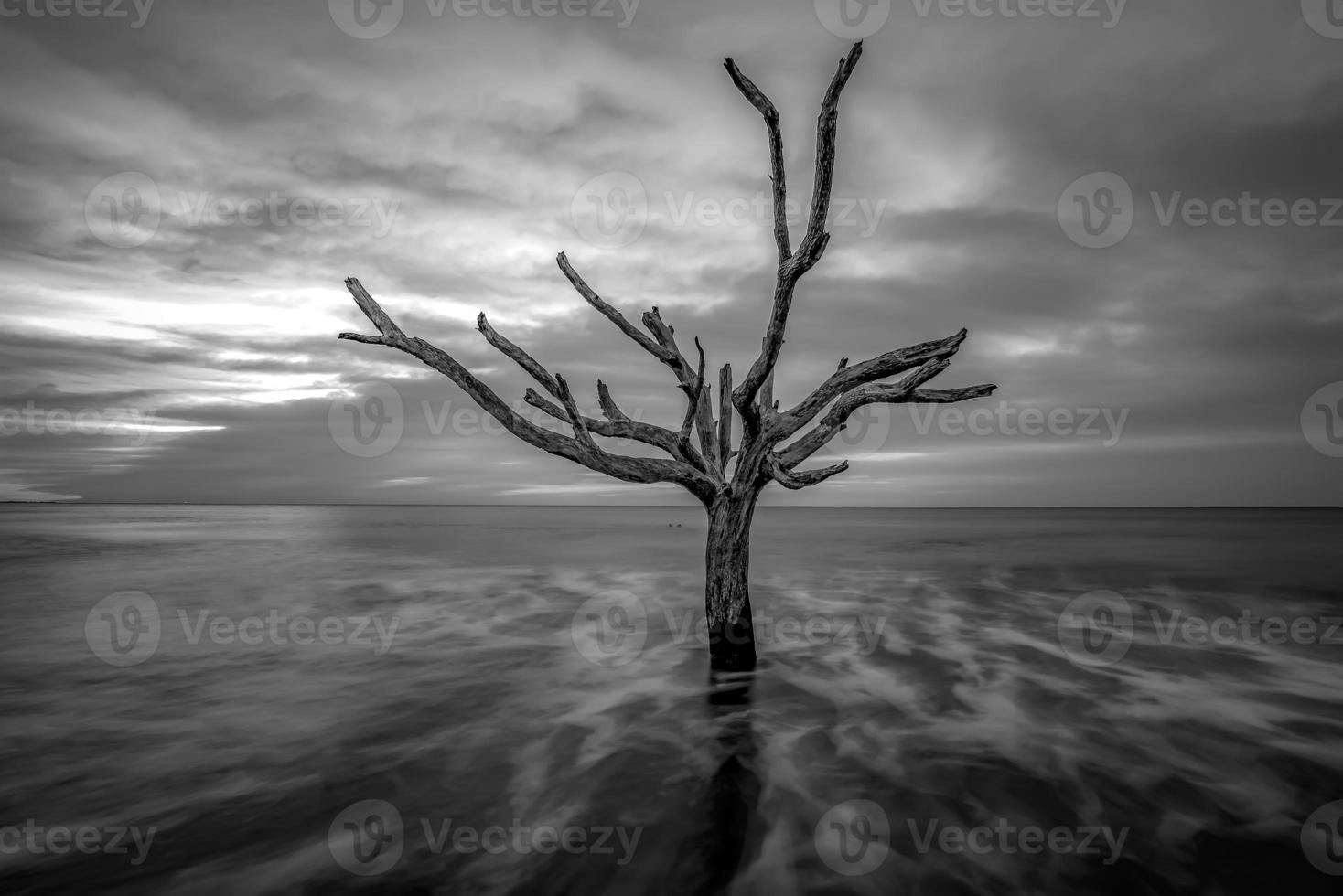 bellissima natura sull'isola di caccia carolina del sud foto