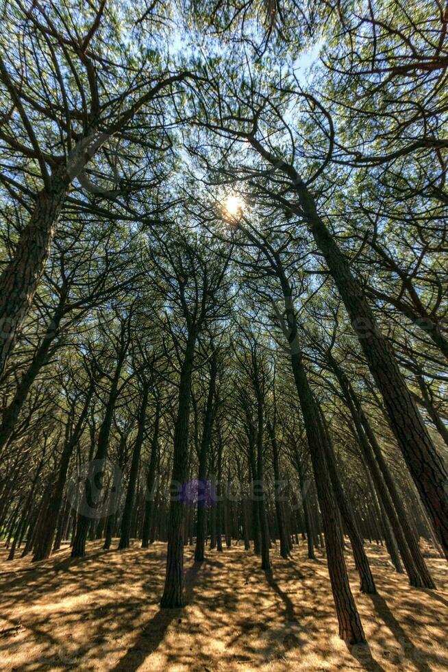 pineta foresta, cecina, Toscana, Italia foto