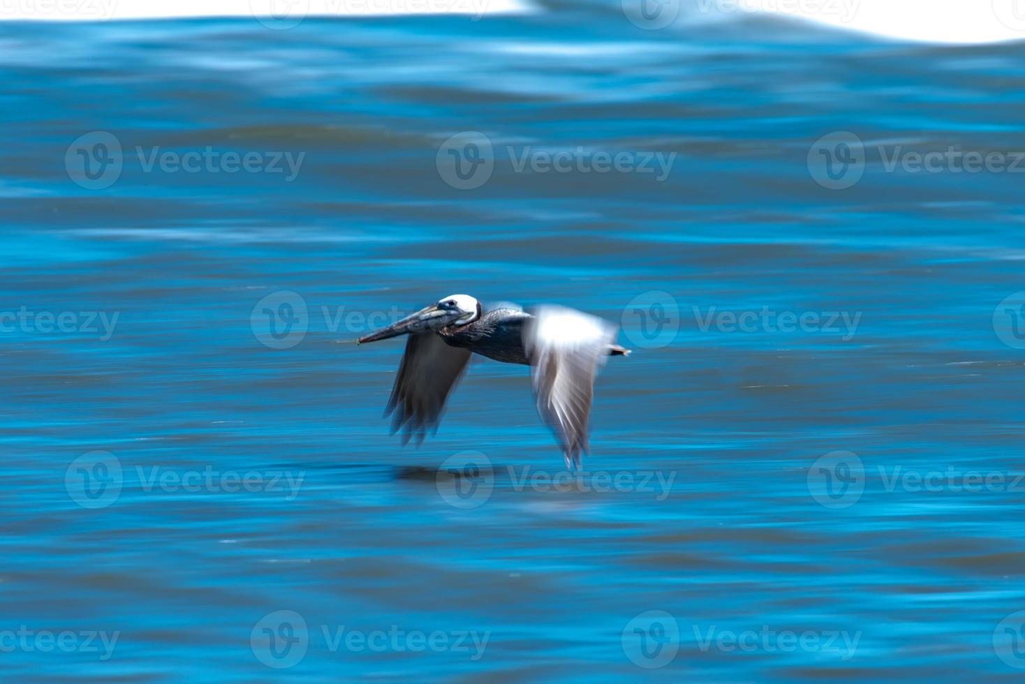 pellicani astratti in volo sulla spiaggia dell'oceano atlantico foto