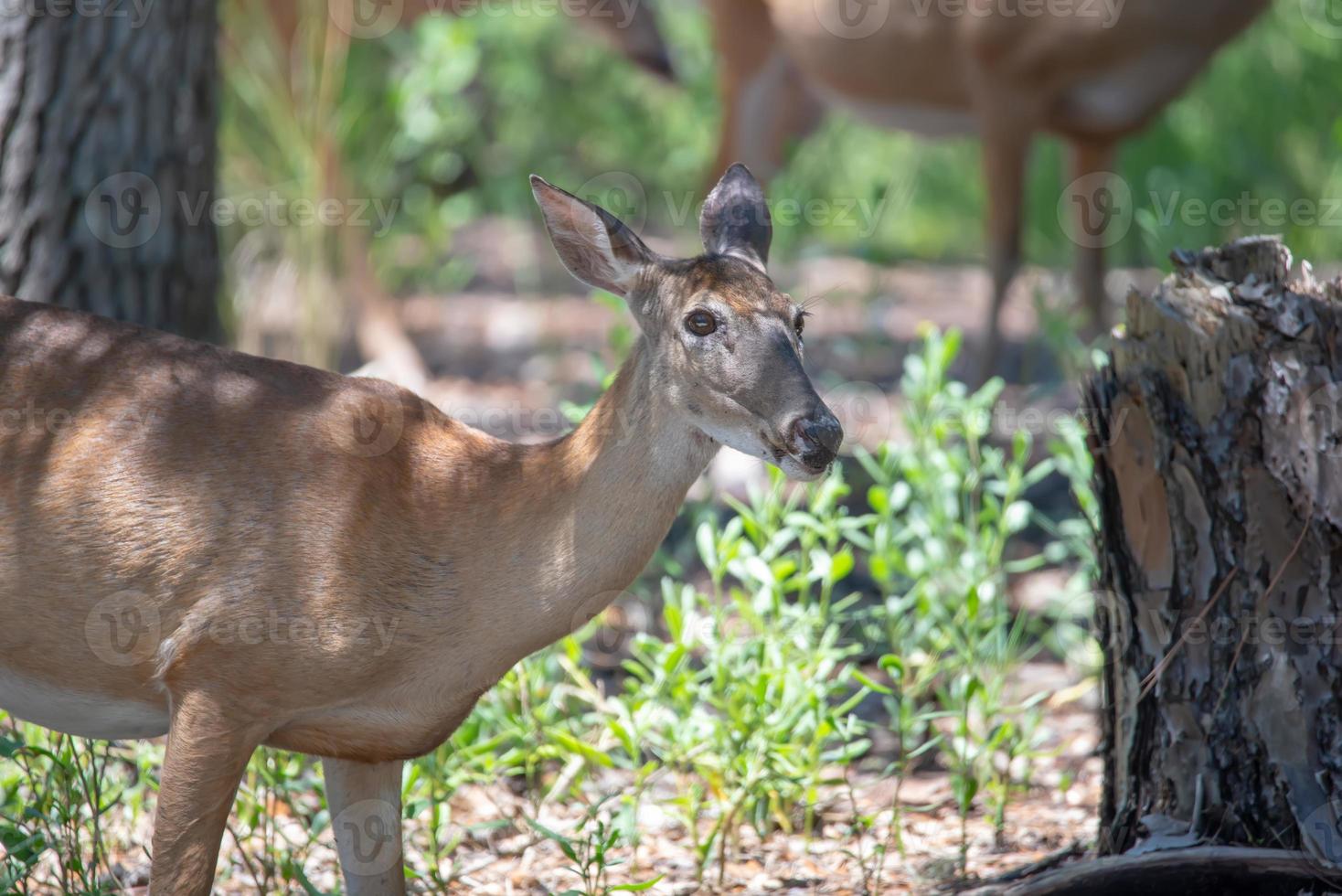 cervo dalla coda bianca nella foresta foto