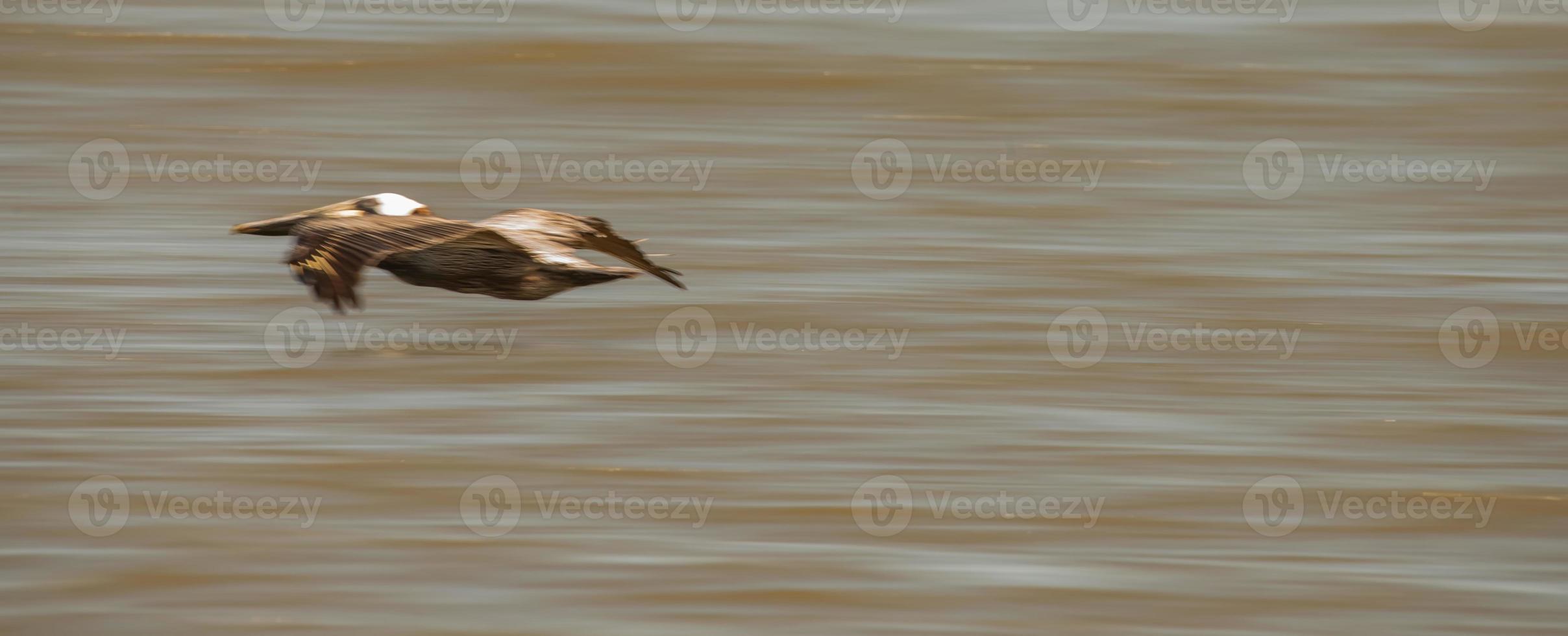 pellicani astratti in volo sulla spiaggia dell'oceano atlantico foto