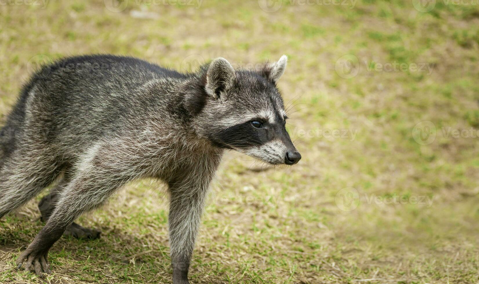 vicino su di un' procione nel un' albero, ritratto di un' carino procione nel suo habitat, un' giovane selvaggio procione nel suo habitat foto