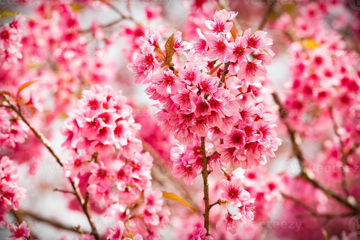 fiori rosa sakura della thailandia che sbocciano in inverno foto