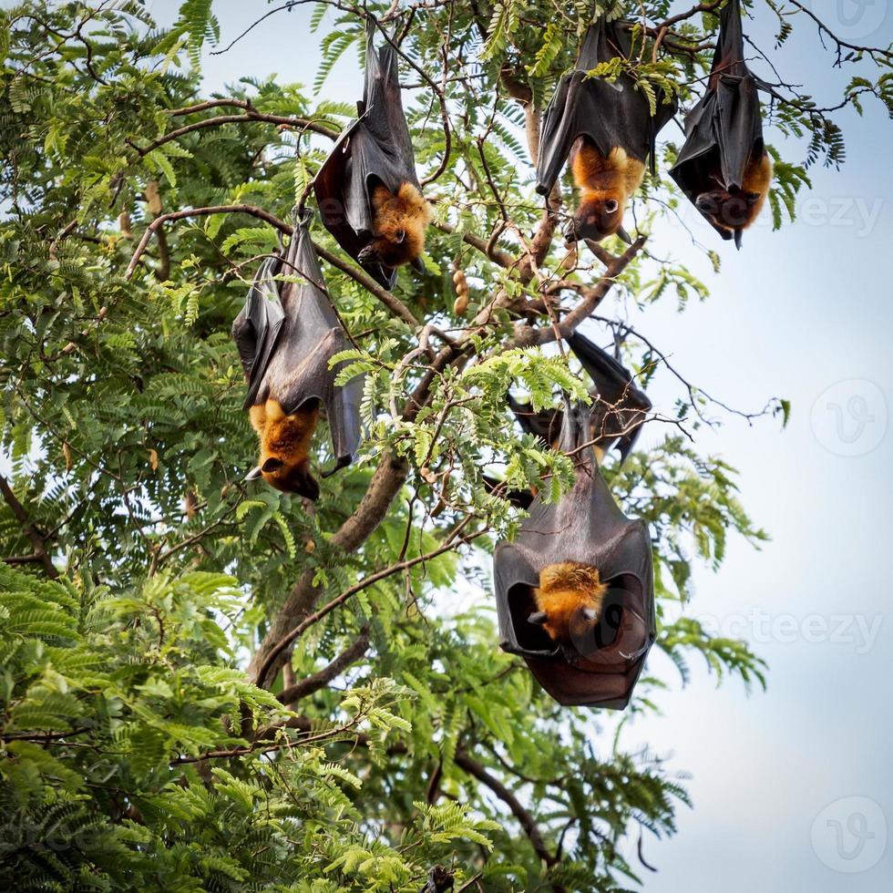 pipistrelli della frutta giganti sull'albero foto