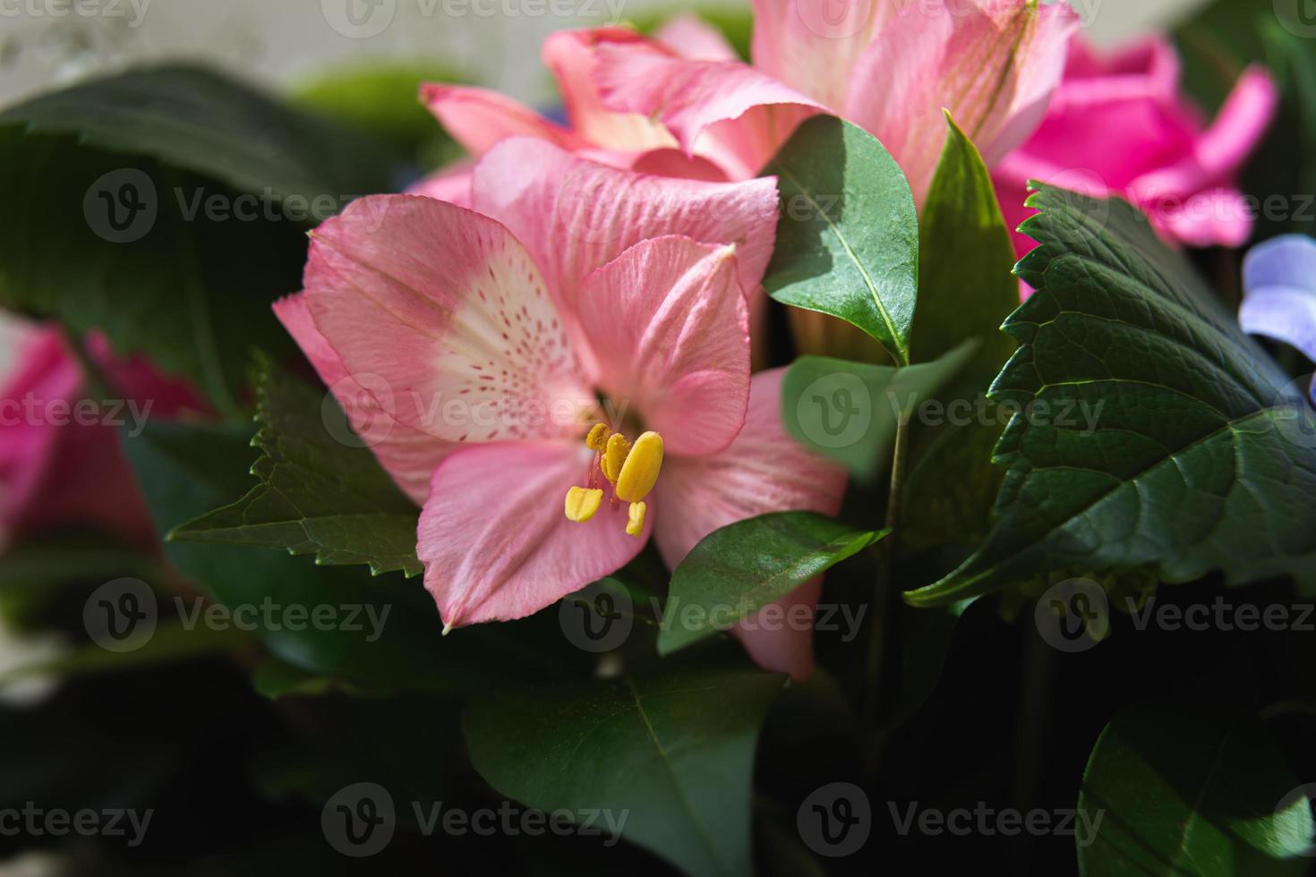 sfondo rosa alstroemeria foto