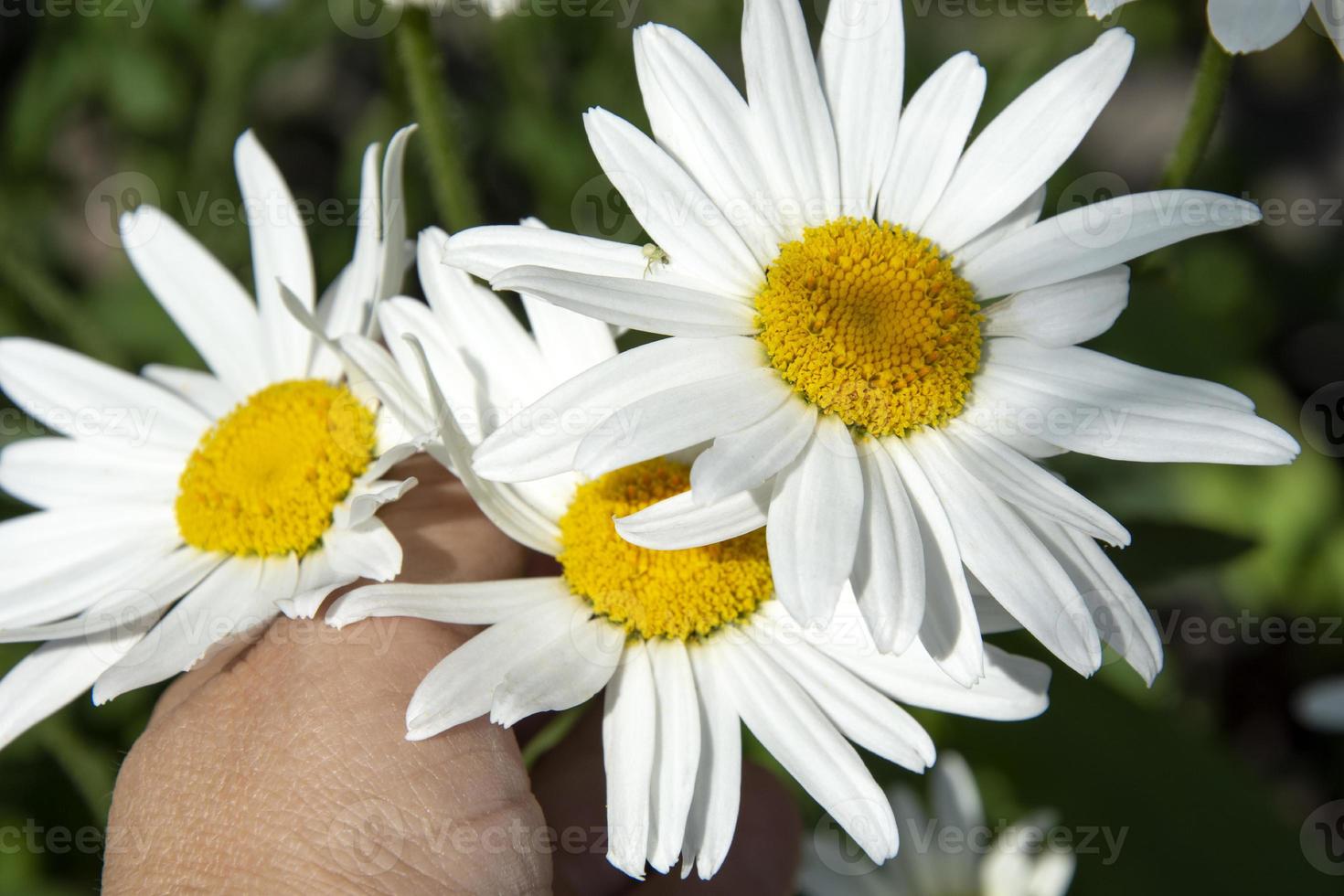 primo piano dei fiori della margherita. la mano di una donna raccoglie margherite da giardino. foto