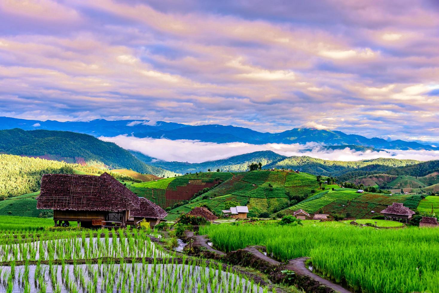 Campi terrazzati di riso a pa bong piang village chiang mai, thailandia. foto