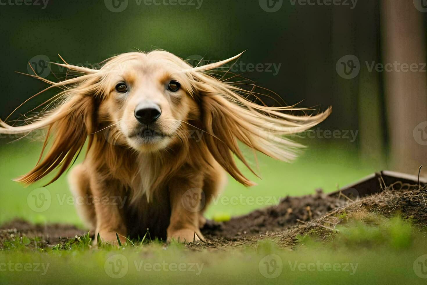 un' cane con lungo capelli in piedi nel il erba. ai-generato foto