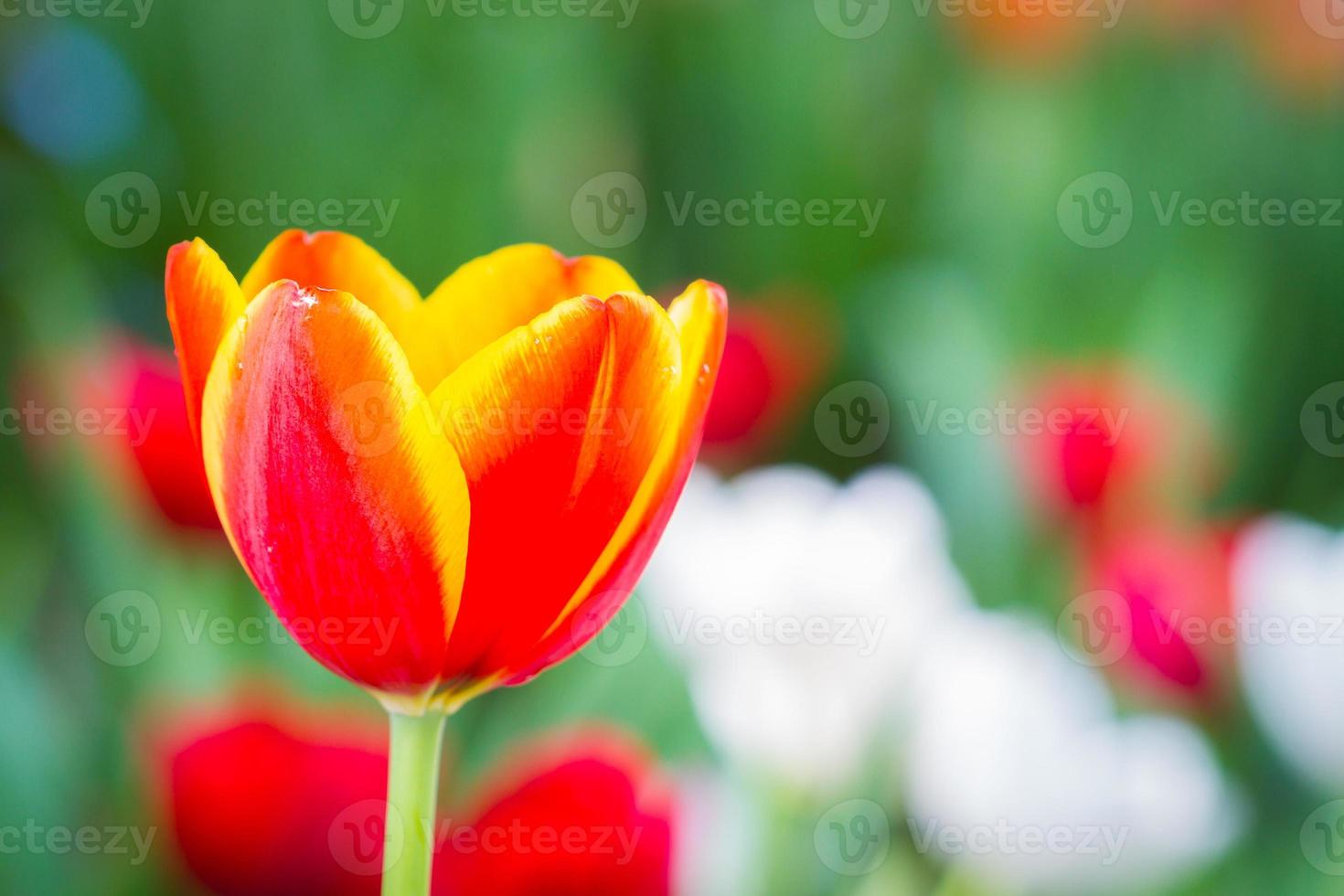 tulipano rosso in un giardino con copyspace giusto foto