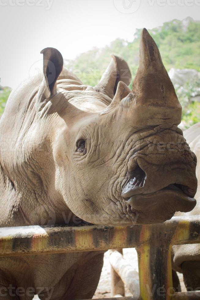 primo piano del rinoceronte nello zoo pubblico, foto