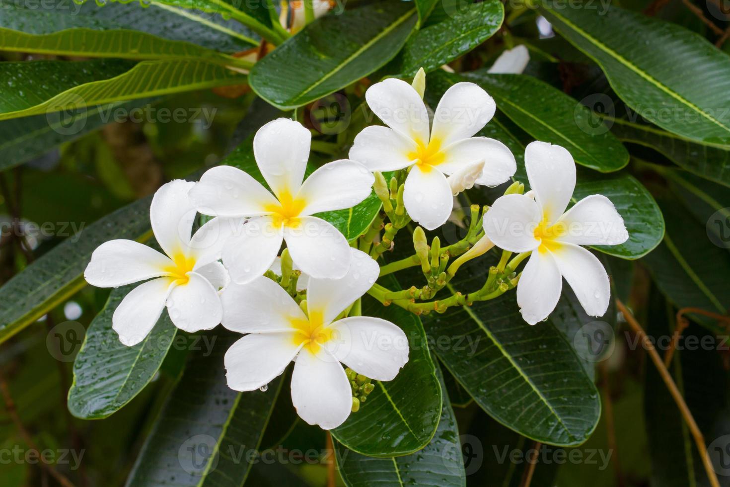 fiori di plumeria bianchi sull'albero dopo la pioggia. foto