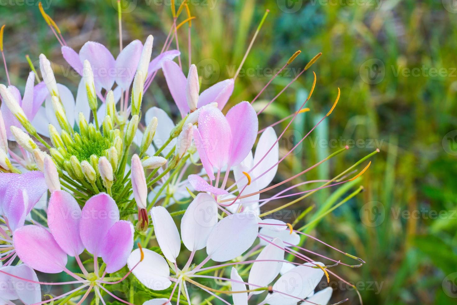 fiore di ragno sullo sfondo della natura foto