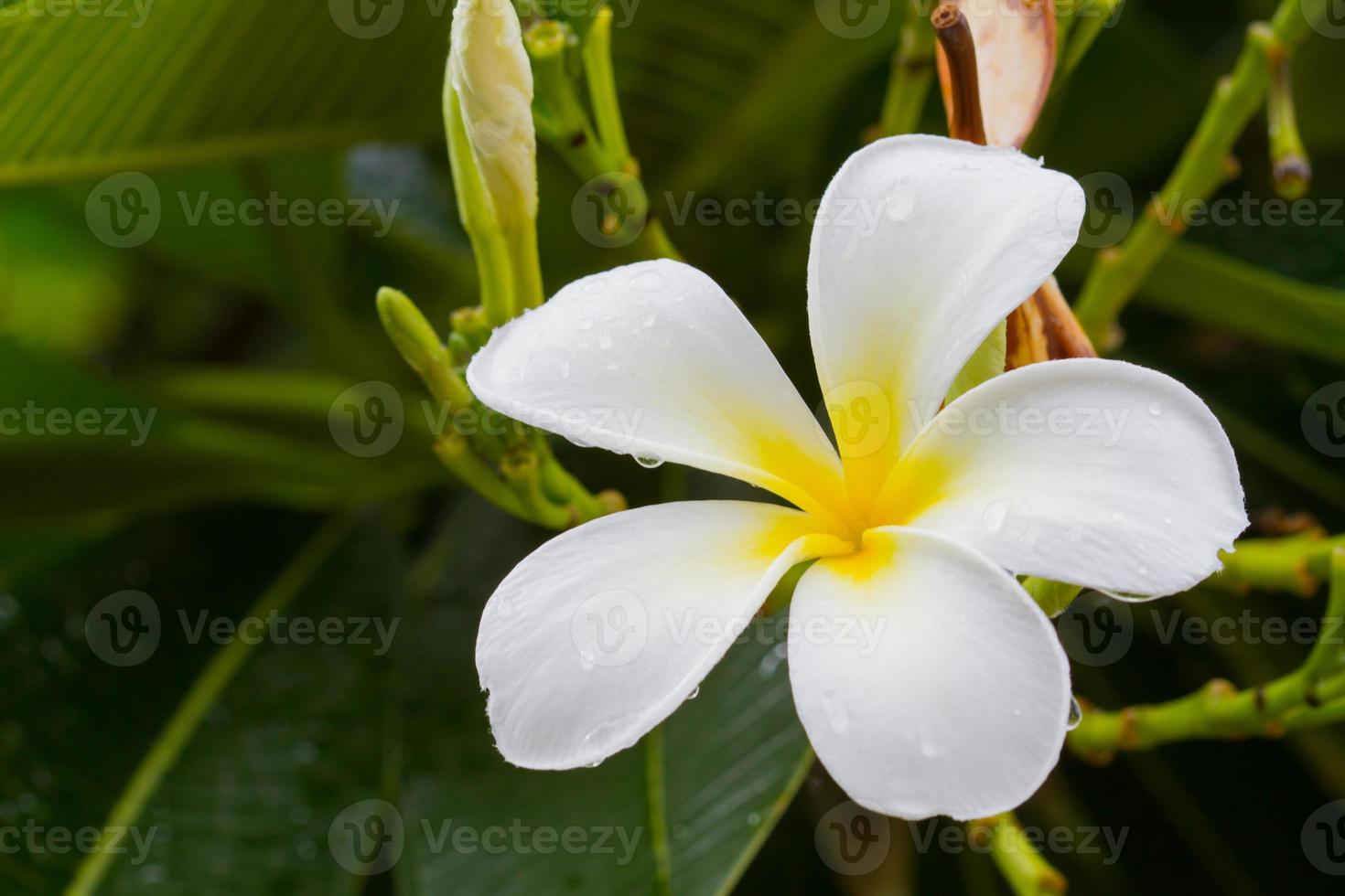 fiore di plumeria bianco sull'albero dopo la pioggia. foto