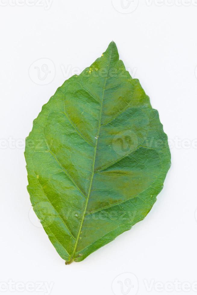 bella foglia verde isolata su sfondo bianco. foto