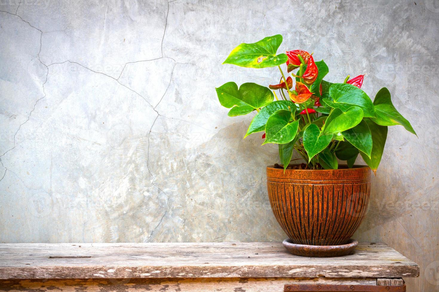 laceleaf in vaso di fiori su texture di sfondo in legno con spazio copy foto