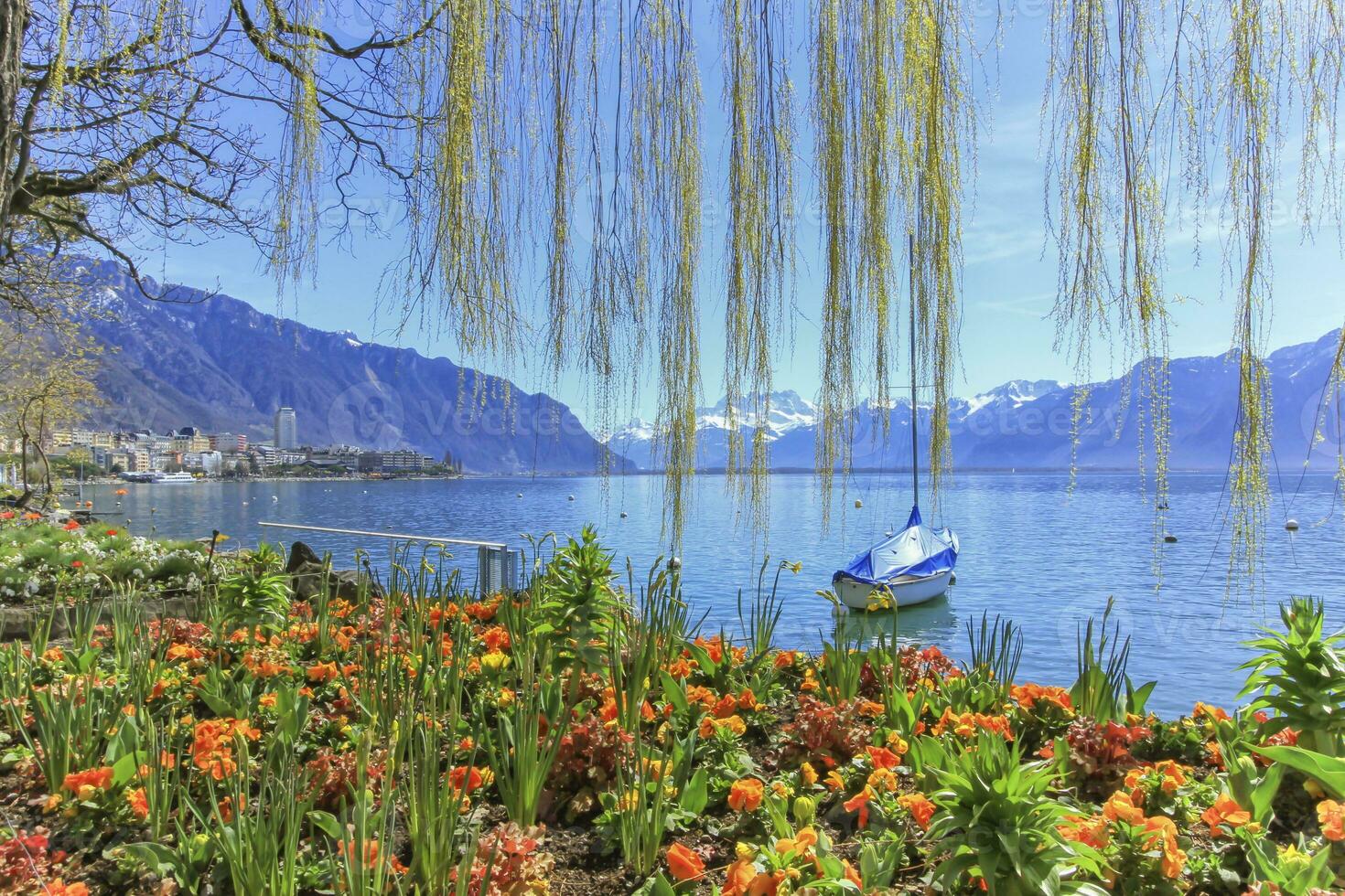 colorato primavera fiori a Ginevra lago e Alpi montagne nel il sfondo, Montreux, Svizzera. foto