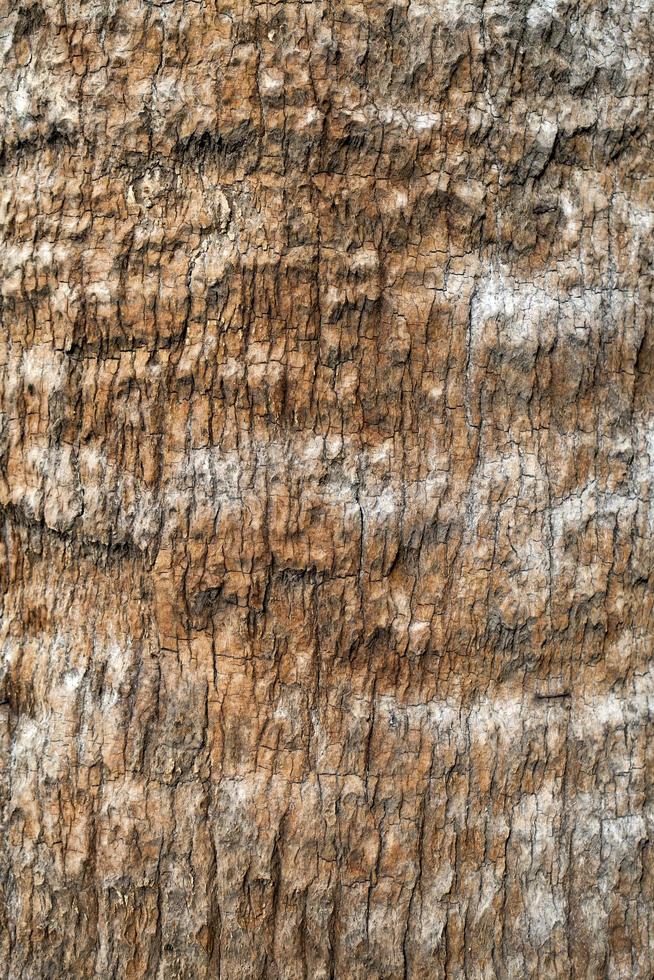 tronco di corteccia di albero naturale foto