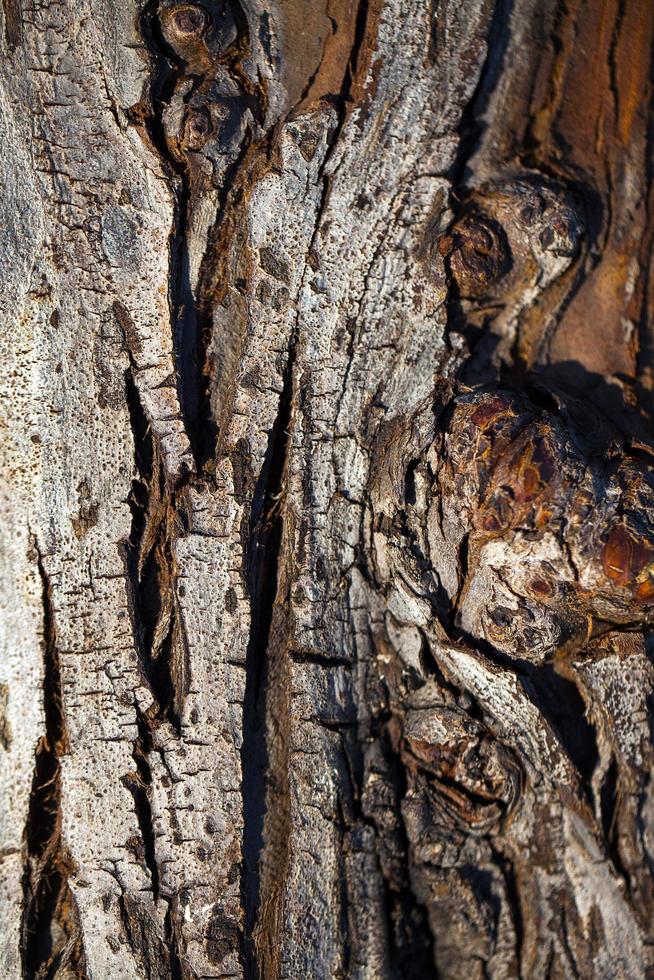 tronco di corteccia di albero naturale foto