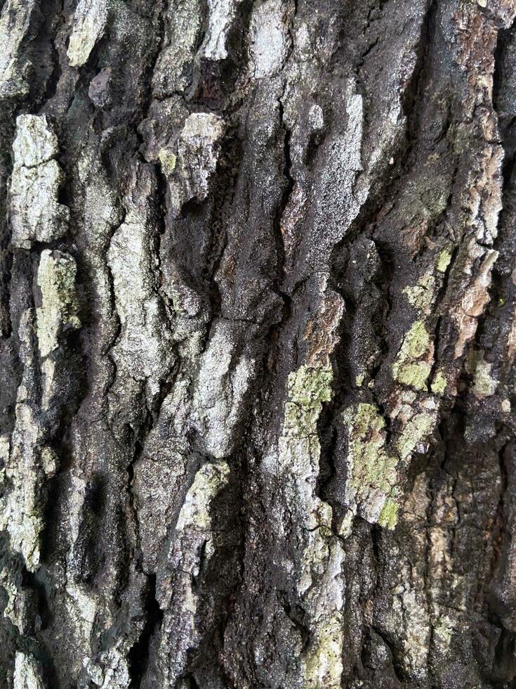 un' sporco albero abbaiare struttura, modello, per mappatura nel 3ds natura stile foto