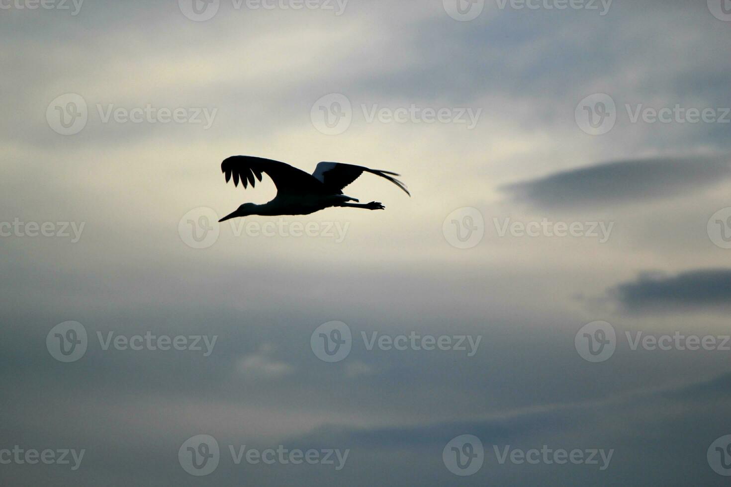 ombra di un' cicogne volante foto