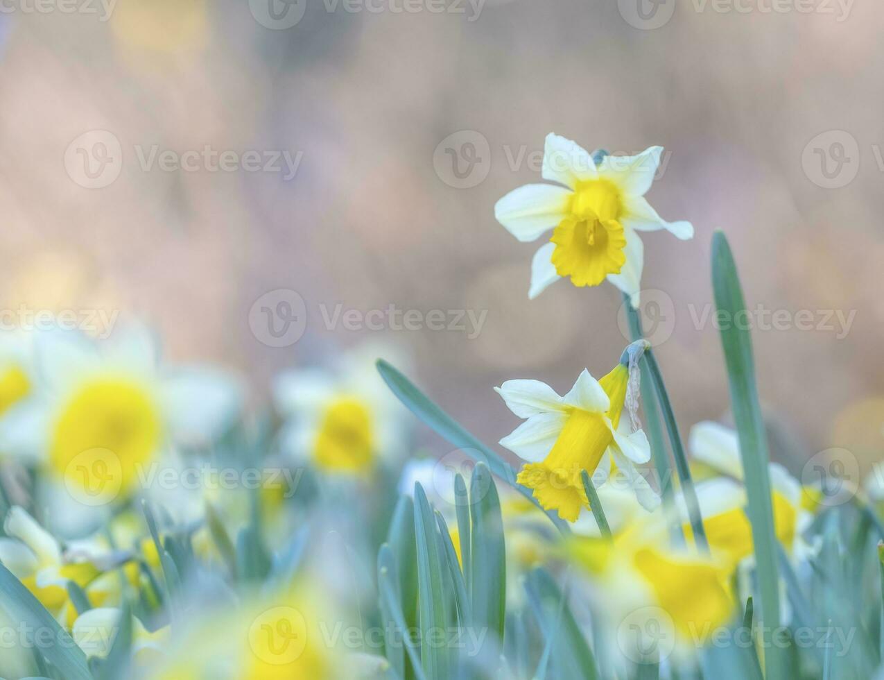Narciso, narciso o giunchiglia primavera fiori con nive bokeh foto