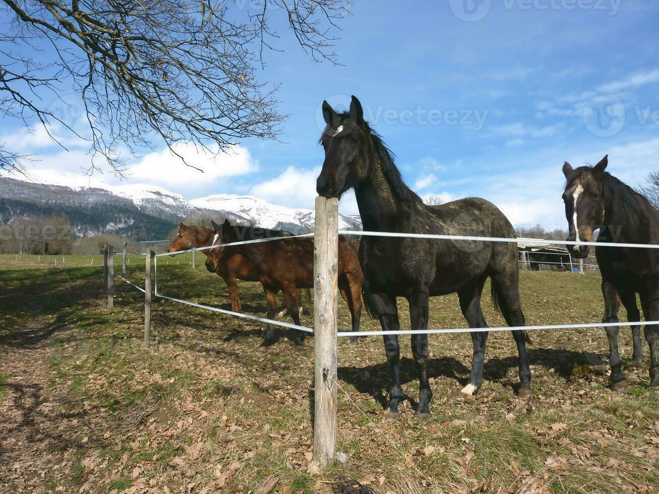 cavalli dietro a un' recinto foto