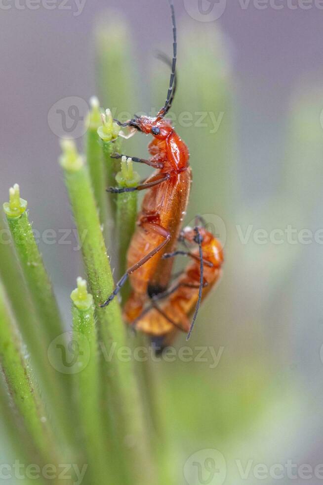 scarafaggio insetto - leptopalpo rostrato foto